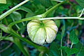 PHYSALIS PHILADELPHICA (GREEN TOMATILLO),  RIPENING.