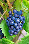 VITIS QUEEN OF ESTHER,  (GRAPE),  RIPE BUNCH ON VINE.