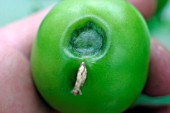 BLOSSOM END ROT ON GREEN TOMATO