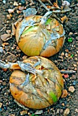 ALLIUM CEPA WALLA WALLA,  (SWEET ONION),  READY FOR HARVESTING.