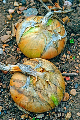 ALLIUM_CEPA_WALLA_WALLA__SWEET_ONION__READY_FOR_HARVESTING