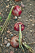 ALLIUM CEPA PURPLETTE,  (ONION),  READY FOR HARVESTING.