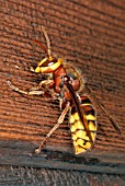 VESPA CRABRO,  (HORNET),  ON WOODEN FENCE.