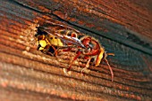 VESPA CRABRO,  (HORNET),  LEAVING NEST.