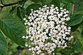 SAMBUCUS NIGRA,  ELDERBERRY