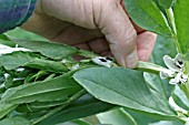 BLACKFLY CONTROL NIP OUT THE GROWING TIPS OF BROAD BEANS