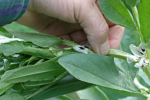 BLACKFLY_CONTROL_NIP_OUT_THE_GROWING_TIPS_OF_BROAD_BEANS