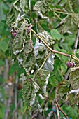 RASPBERRIES,  SUNSTROKE BERRIES DRIED OUT BY PROLONGED SUNSHINE