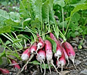 RADISH FRENCH BREAKFAST