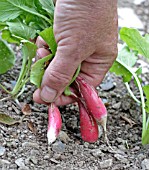 RADISH (FRENCH BREAKFAST) HARVESTING