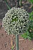 ALLIUM PORRUM,  LEEK (ELEPHANT) SEEDHEAD