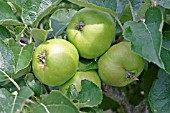 APPLE (MALUS DOMESTICA),  BRAMLEY SEEDLING