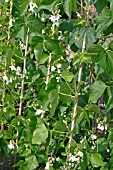 RUNNER BEAN (PHASEOLUS COCCINEUS) DESIREE