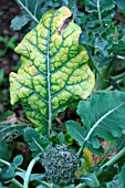 MAGNESIUM DEFICIENCY ON BROCCOLI LEAF