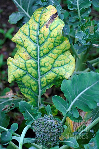 MAGNESIUM_DEFICIENCY_ON_BROCCOLI_LEAF