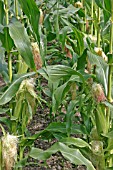 SWEETCORN,  ZEA MAYS,   JUBILEE