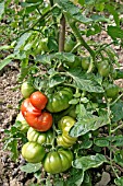 OUTDOOR TOMATOES (LYCOPERSICON SPP.) MARMANDE