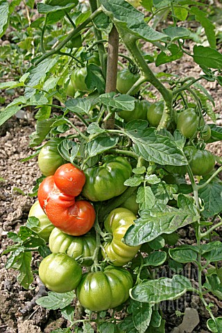 OUTDOOR_TOMATOES_LYCOPERSICON_SPP_MARMANDE