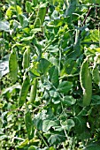 PEA (PISUM SATIVUM) ONWARD,  PODS DEVELOPING