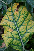 MAGNESIUM DEFICIENCY ON BROCCOLI LEAF