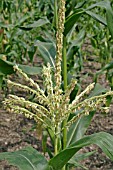 SWEETCORN (ZEA MAYS) KELVEDON GLORY,  MALE FLOWERS