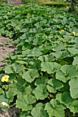 MARROWS (CUCURBITA PEPO) SQUASHES AND PUMPKINS IN BED IN JULY