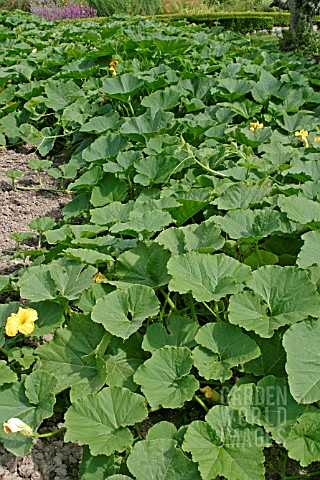 MARROWS_CUCURBITA_PEPO_SQUASHES_AND_PUMPKINS_IN_BED_IN_JULY