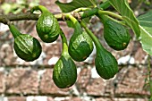FIGS (FICUS FICARIA)  RIPENING ON TREE