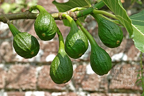 FIGS_FICUS_FICARIA__RIPENING_ON_TREE