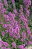 STACHYS OFFICINALE,  BETONY PLANTS IN FLOWER