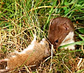 WEASEL,  MUSTELA NIVALIS,  EATING WOOD MOUSE,  SIDE VIEW