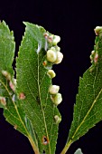 LEAF GALL ON BLACKTHORN