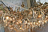 ONIONS(ALLIUM CEPA)  DRYING UNDER COVER IN SHED