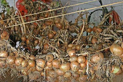ONIONS_ALLIUM_CEPA_DRYING_UNDER_COVER_IN_SHED