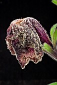 GREY MOULD ON PETUNIA FLOWER