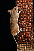 WOODMOUSE (APODEMUS SYLVATICUS) ON NUTFEEDER