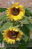 HELIANTHUS ANNUS,  SUNFLOWER