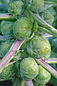 BRUSSEL SPROUTS (BRASSICA OLERACAE)  BRILLIANT F1