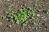 RANUNCULUS REPENS,  BUTTERCUP,  GROWING ON CULTIVATED SOIL