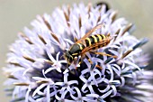 WASP (VESPA VULGARIS) TAKING NECTAR FROM FLOWER