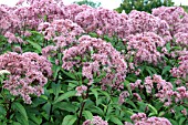 EUPATORIUM PURPUREUM,  JOE PYE WEED PLANTS IN FLOWER