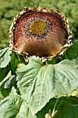 HELIANTHUS ANNUS,  SUNFLOWER,  MATURE SEEDHEAD