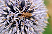 HARVESTMAN (MITIPUS MORIO) ON FLOWER