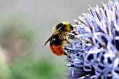 BUMBLE (BOMBUS PRATORUM) FEEDING ON FLOWER