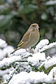 GREENFINCH (CARDUELIS CARDUELIS) FEMALE ON SNOW COVERED BRANCH