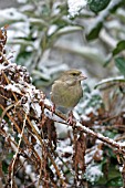 GREENFINCH (CARDUELIS CARDUELIS) FEMALE ON SNOW COVERED BRANCH