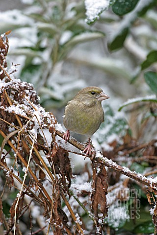 GREENFINCH_CARDUELIS_CARDUELIS_FEMALE_ON_SNOW_COVERED_BRANCH