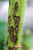 HOLLYHOCK RUST (PUCCINIA MALVACEARUM) ON ALCAE STEM