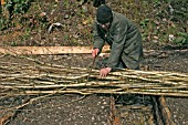 HAZEL FOR BEAN STICKS CUT THROUGH BUNDLE AT ABOUT 7FT 6 INS