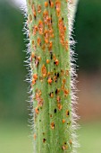 HOLLYHOCK RUST (PUCCINIA MALVACEARUM) ON ALCAE STEM